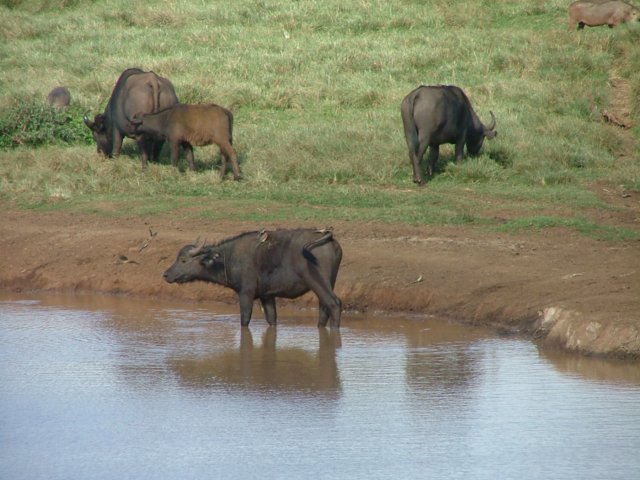 buffalos3.jpg