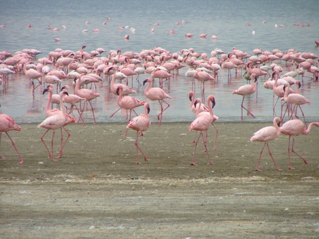 flamingos3.jpg