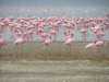 flamingos3_small.jpg