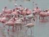 flamingos4_small.jpg