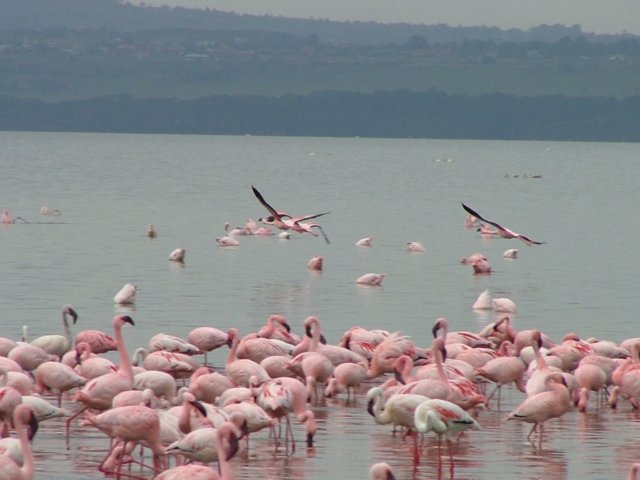 flamingos5.jpg