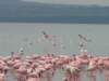 flamingos5_small.jpg