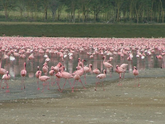 flamingos6.jpg