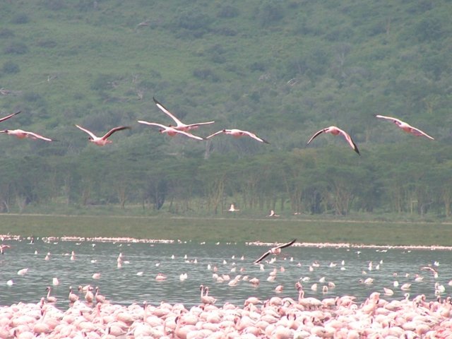 flamingos7.jpg