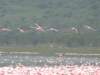 flamingos7_small.jpg