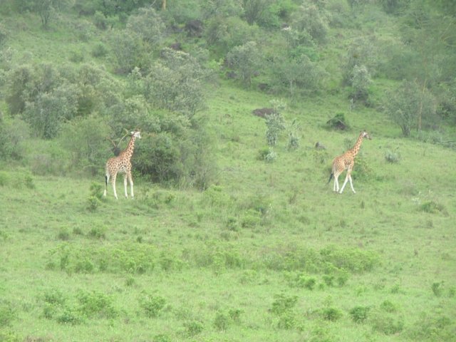 giraffes.jpg