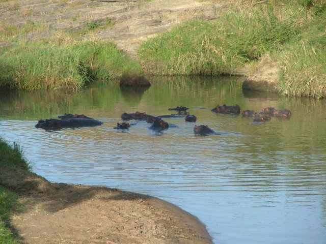 hippos.jpg