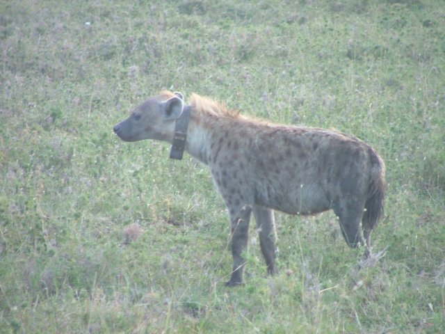 hyena3.jpg