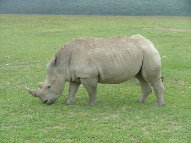 rhino4.jpg