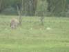 rhinos_small.jpg