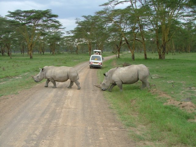 rhinosandtourists.jpg