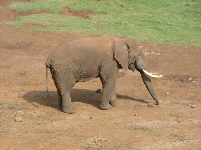 smallelephant.jpg