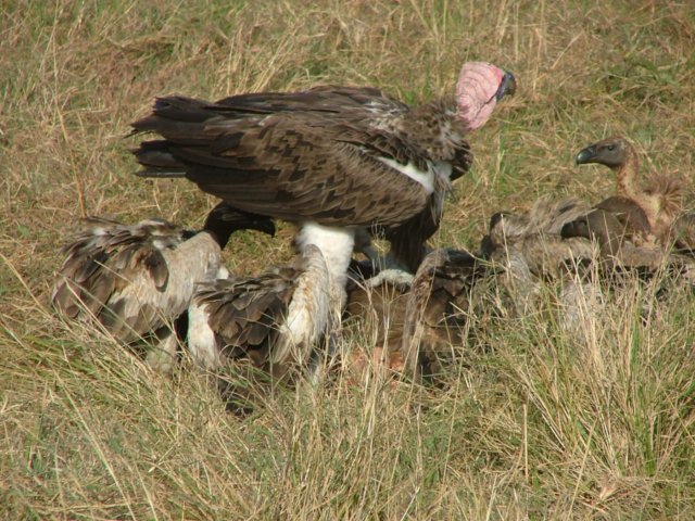 vultures4.jpg