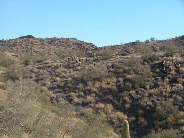 sonorandesert3.jpg